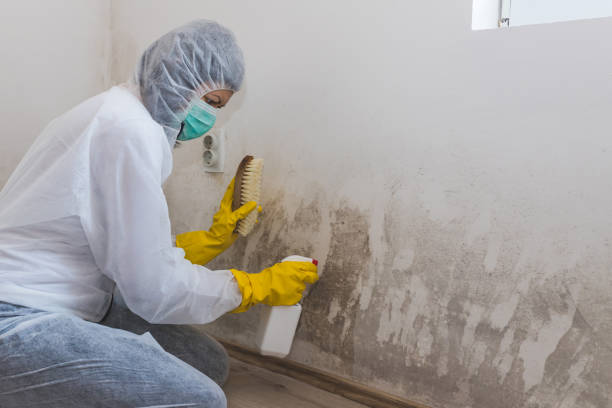 Best Attic Mold Removal  in Newport, OH