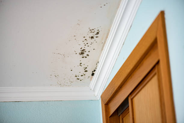 Best Local Mold Removal Service  in Newport, OH