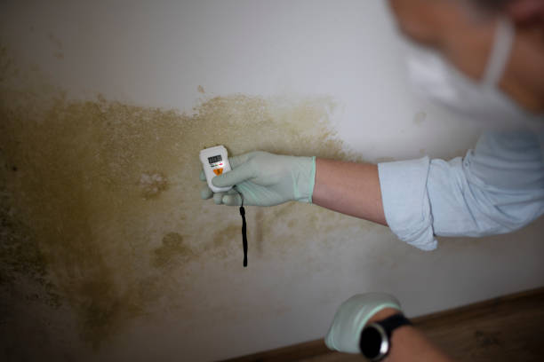 Best Affordable Mold Removal  in Newport, OH