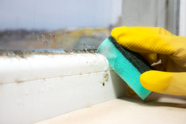 Best Home Mold Removal  in Newport, OH