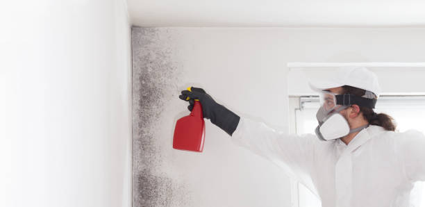 Best Mold Removal Specialists  in Newport, OH