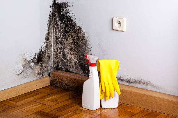 Best Certified Mold Removal  in Newport, OH