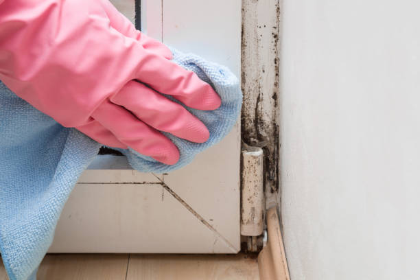 Best Residential Mold Removal  in Newport, OH