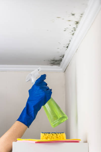 Best Toxic Mold Removal  in Newport, OH