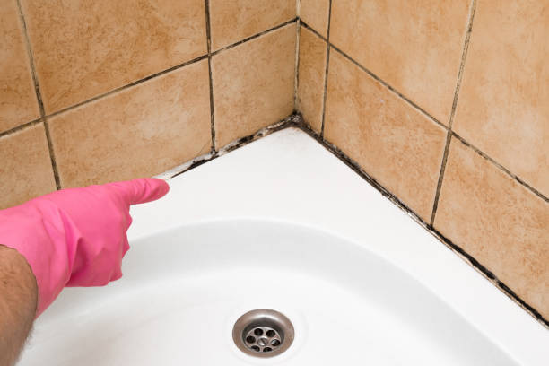 Professional Mold Removal in Newport, OH